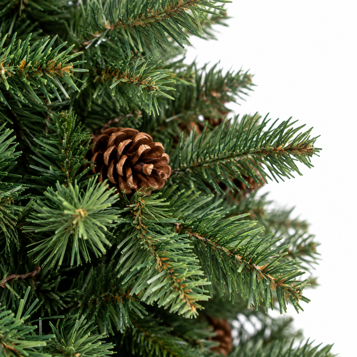 Sapin Clairière vert dense pommes de pin extérieur | Sapin Élégance