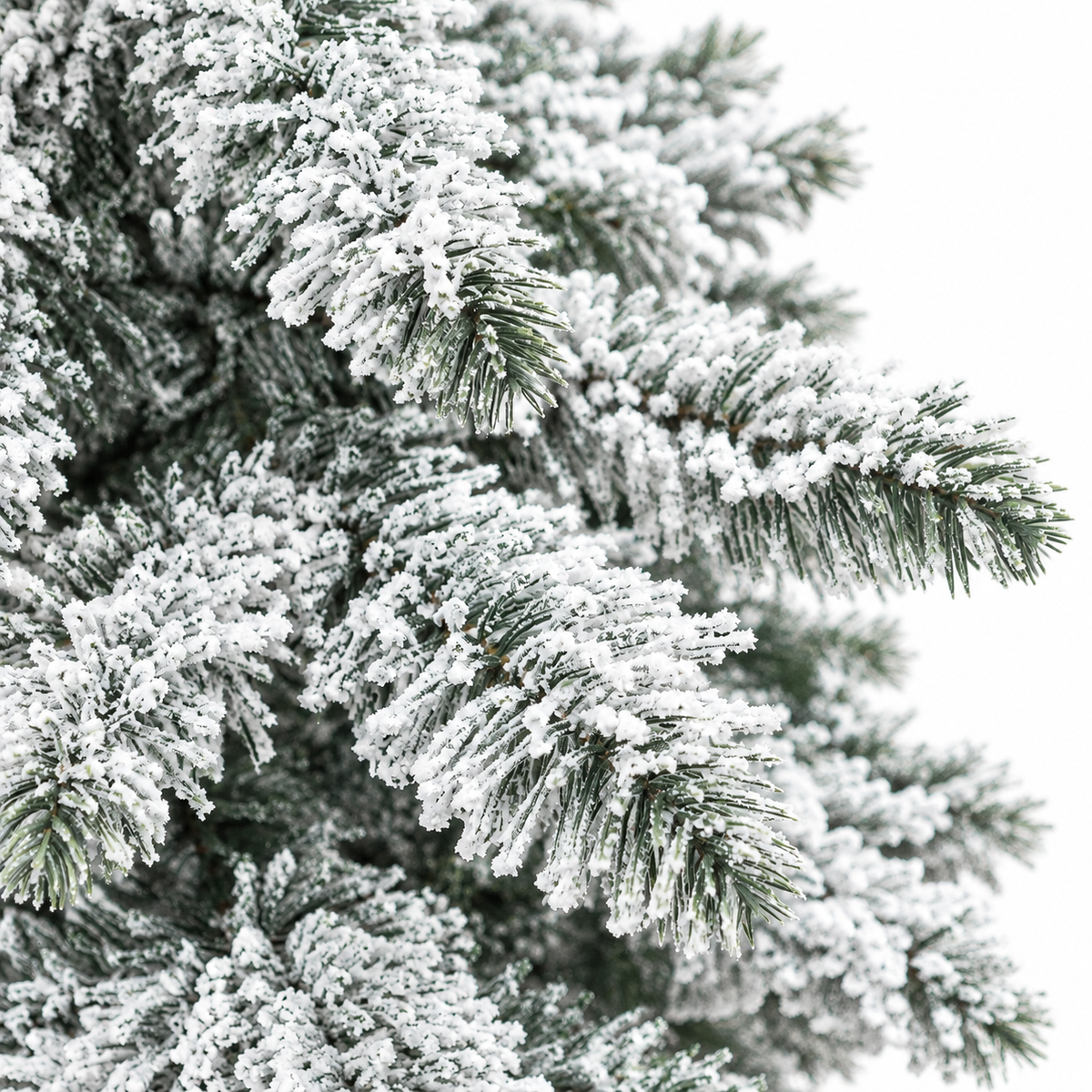Sapin Alpin floqué dense 657 branches | Sapin Élégance
