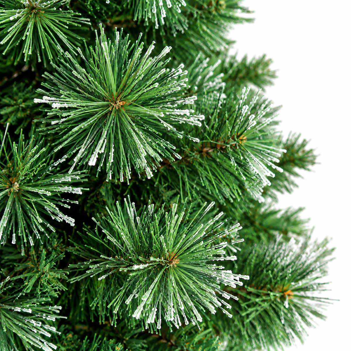 Sapin des Vosges aiguilles longues 6 tailles | Sapin Élégance