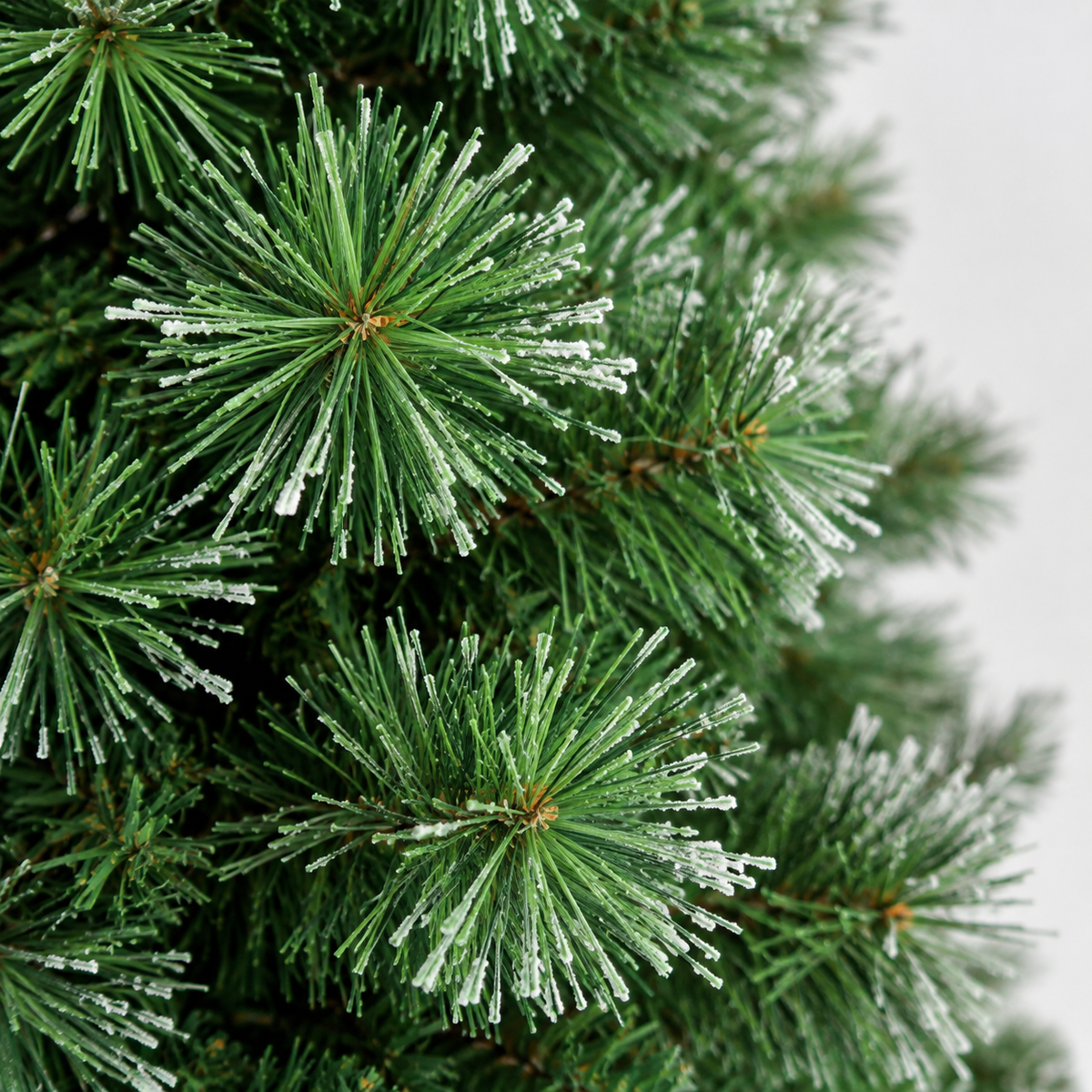 Sapin Forêt Noire aiguilles longues effet givré | Sapin Élégance
